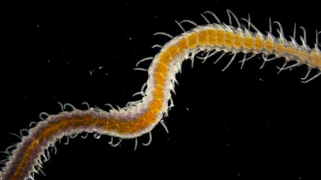 a sea ciliary worm under a microscope, of the Syllidae family, differs in others by the presence of a barrel-shaped ventricle, most of the worms are found in seas and fresh waters, the video shows how