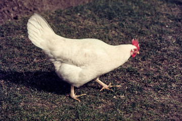 Poule, race La Gatinaise