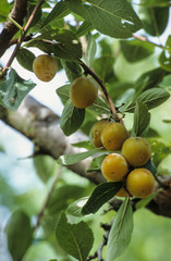 Prune, prunier, variete mirabelle de Nancy, Prunus domestica