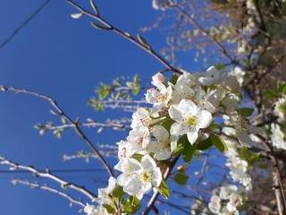 Liguria, Italy – 11/29/2019: Beautiful caption of the cherry tree and other different fruit plants with first amazing winter flowers in the village and an incredible blue sky in the background. 