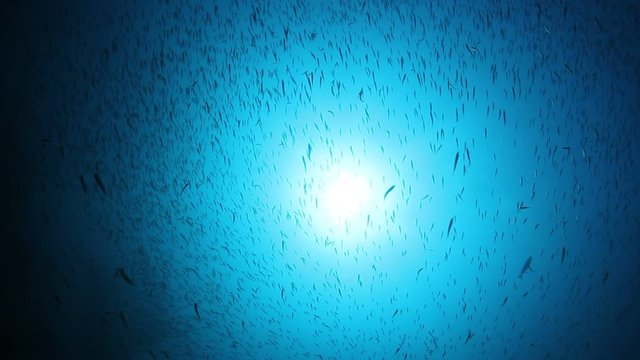 Sardines and tuna hunting underwater video 