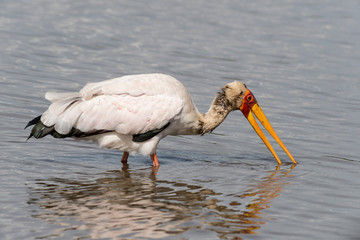 Tantale ibis, Mycteria ibis, Yellow billed Stork