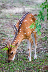 Deer in Nala National Park (Sri Lanka)