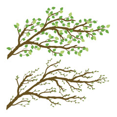 Obraz na płótnie Canvas Tree branch with green leaves. The kidneys on the twigs. Spring and summer sprigs. Vector graphic illustration isolated on transparent background. Artwork design element.