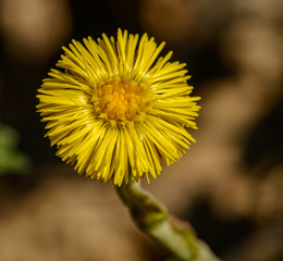 yellow coltsfoot (Tussilago farfara) flower detail macro