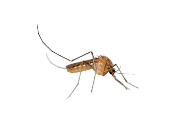 mosquito isolated on white background, dangerous insect, malaria carrier
