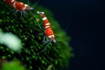 Couple of ornamental pet shrimps grazing on aquatic moss in freshwater aquarium