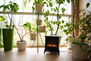 winter garden with live plants, heated by a cozy fireplace.