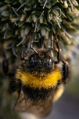 Close up of a bumlebee