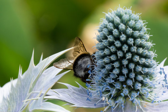 Backside of a bumlebee pollinating flower