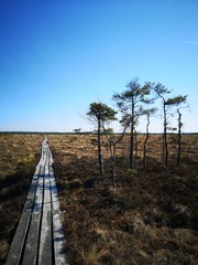 Old wooden track in swamp