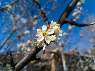 Pear tree flowers in spring clearly showing the stamens