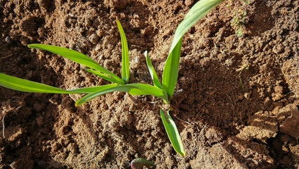 Garlic cultivation detail on the ground seen from above