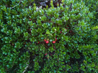 Bearberry Plant with Fruits Red 