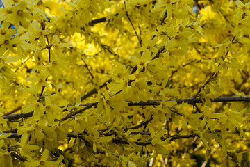 The first yellow Forsythia flowers in the city garden in early spring.
