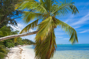 Fototapeta na wymiar Inclined palm tree on wild coast of Sargasso sea, Punta Cana, Dominican Republic