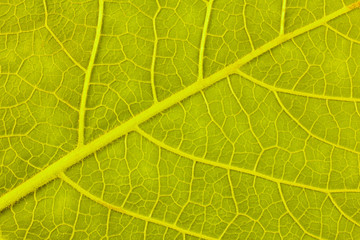 texture of green leaf