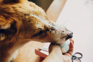 Cute golden dog playing with owner, trying to eat stylish easter egg in room. Lifestyle photo. Adorable dog sniffing easter egg, funny moment. Happy Easter