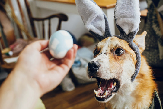 Cute golden dog in grey bunny ears playing with owner, trying to eat stylish easter egg in room. Lifestyle photo. Adorable dog sniffing easter egg, showing tongue. Happy Easter