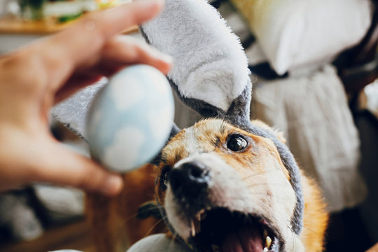 Cute golden dog in grey bunny ears playing with owner, trying to eat stylish easter egg in room. Lifestyle photo. Adorable dog sniffing easter egg, showing tongue. Happy Easter