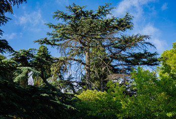Fototapeta na wymiar Large cedar tree Cedrus libani or Lebanese cedar against blue sky. Selective focus. Close-up. Cedrus libani or Lebanese cedar in Massandra park in Crimea.