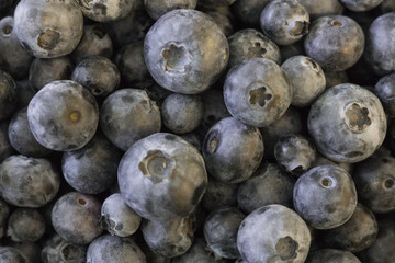Fresh garden blueberries, scattered in a box.