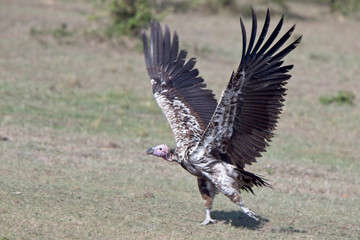 Lappet-faced Vulture (Torgos tracheliotus), juvenile taking off, Maasai Mara, Kenya.