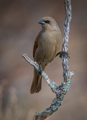 Bay winged cowbird, perched on a branch of calden, Calden Forest,La Pampa, Argentina