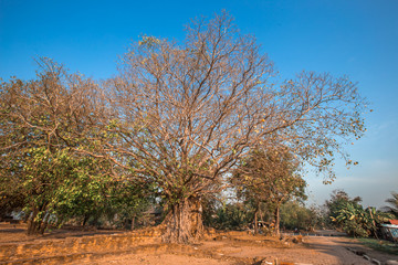 background of big trees that rise inside the archaeological site(Wat Phra Ngam,Khlong Sa Bua)the Gate of Time Phra Ngam,tourists from all over the world always come to see the beauty in Ayutthaya