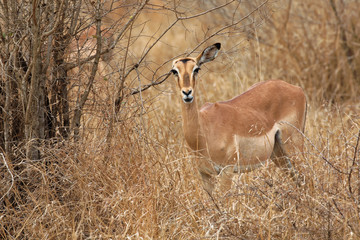 Unique one eared Impala ewe looking at the camera