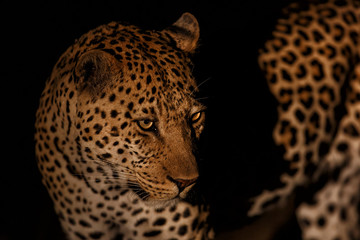 Obraz na płótnie Canvas Leopard male portrait in Sabi Sands Game Reserve in the Greater Kruger Region in South Africa