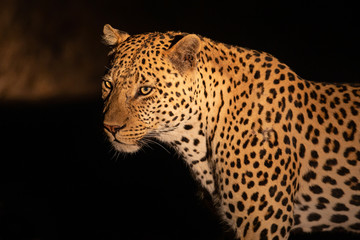 Leopard male portrait in Sabi Sands Game Reserve in the Greater Kruger Region in South Africa