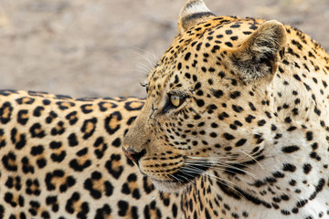 Leopard male portrait in Sabi Sands Game Reserve in the Greater Kruger Region in South Africa
