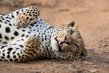 Leopard male portrait in Sabi Sands Game Reserve in the Greater Kruger Region in South Africa
