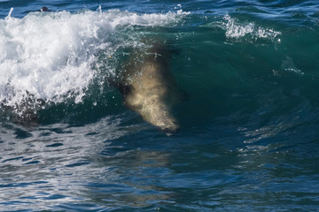Sea lion surfing in the waves, Patagonia,Argentina.