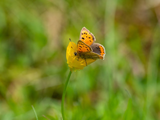 Small copper butterfly ( Lycaena phlaeas) on a buttercup