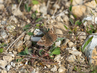 Dingy Skipper butterfly ( Erynnis tages )