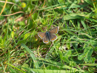 Brown Argus ( Aricia agestis ) resting on grass