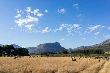 Sheep in a field with mountains