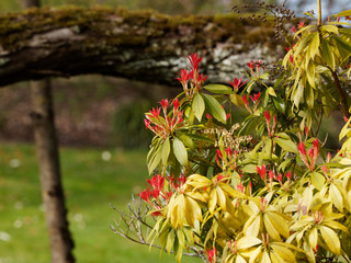 (Pieris japonica) Japanese andromeda or Japanese pieris, beauty shrub with delightful dark green foliage with red heads and creamy white flowers like urn-shape