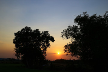 The evening sunset between the middle of the tree