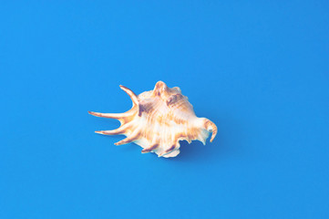 Obraz premium Seashell on blue background. The concept of minimalism. Close-up