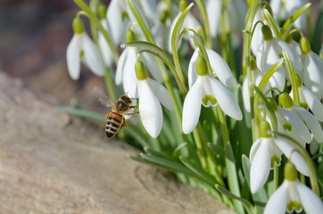 Fototapeta premium Bee and snowdrops flowers (lat. Galanthus woronowii)