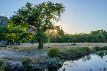 Obraz premium lake in forest