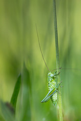sauterelle sur un brin d'herbe 