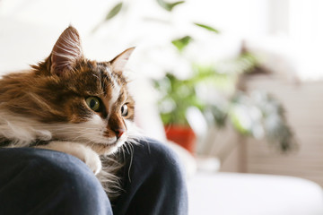 Portrait of cute domestic cat with green eyes lying with owner at home. Unrecognizable young woman petting purebred straight-eared long hair kitty on her lap. Background, copy space, close up.