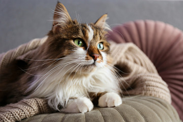Portrait of cute siberian cat with green eyes lying on grey textile sofa at home. Soft fluffy purebred long hair straight-eared kitty. Background, copy space, close up. - obrazy, fototapety, plakaty