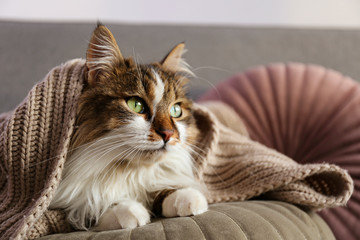 Portrait of cute siberian cat with green eyes lying on grey textile sofa at home. Soft fluffy...