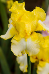 Fototapeta premium Bearded iris flower with stand petals and falls petals/ Iris Flowers (Family Iridaceae) 
