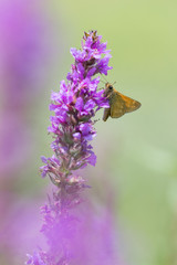 papillon sur une fleur 